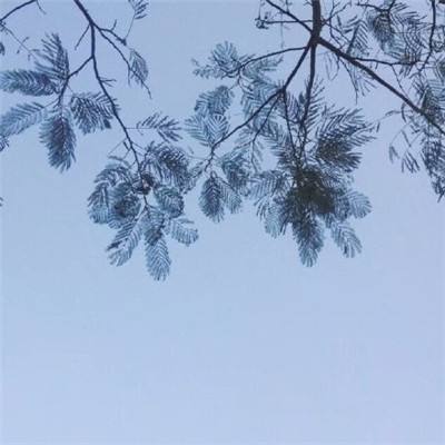 幻境觉醒果盘官方版下载